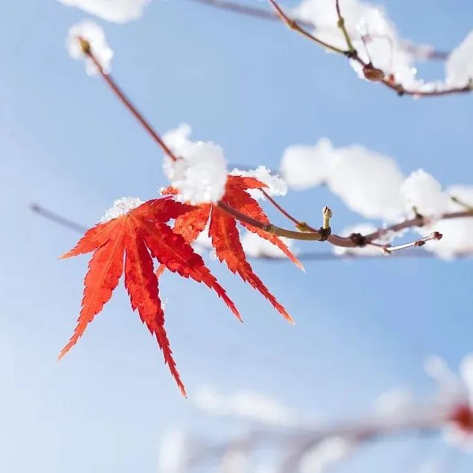 春节假期天气预报来了！北方晴冷，南方多雨雪