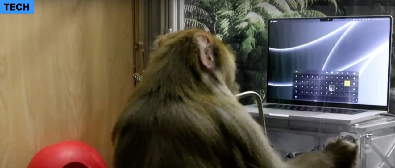 高能！马斯克演示猴子意念打字，要让脑机接口将像初代 iPhone 那样颠覆