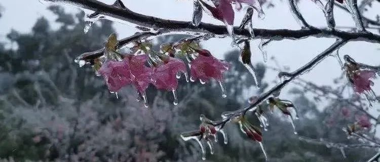 太冷了！广州现“冰墩墩”，街坊很“激冻”