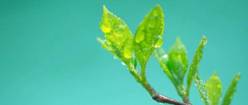 印象志•节气故事｜今日立春：春到人间草木知