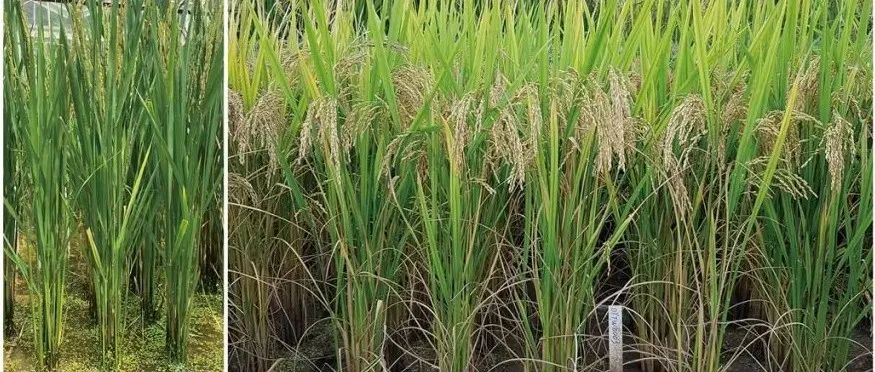 云南农大水稻雌性不育基因调控和发掘利用研究取得重要新进展
