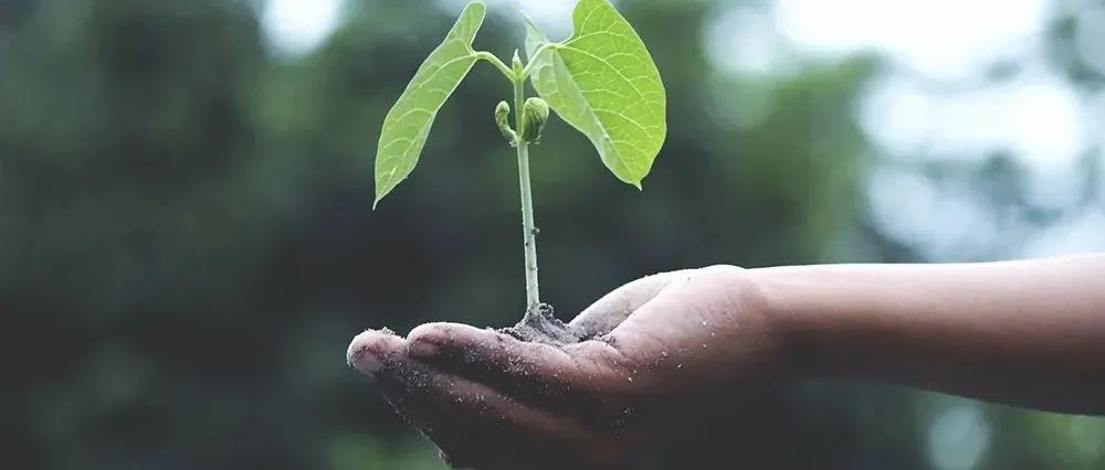 爱绿护绿 绿在身边 || 阎良职中开展植树节活动