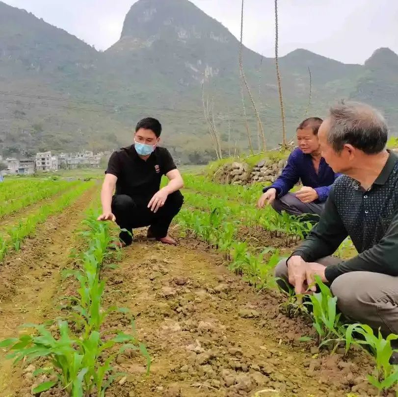 这个以玉米为口粮的山区县，靠新品种和新技术端稳饭碗