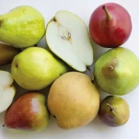 苹果梨是苹果还是梨？什么梨越放越好吃？