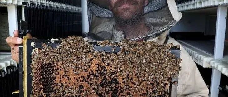 能监测蜂箱还能自动分配食物，这个配备了多功能机器人的智能蜂箱，蜜蜂听了都点赞