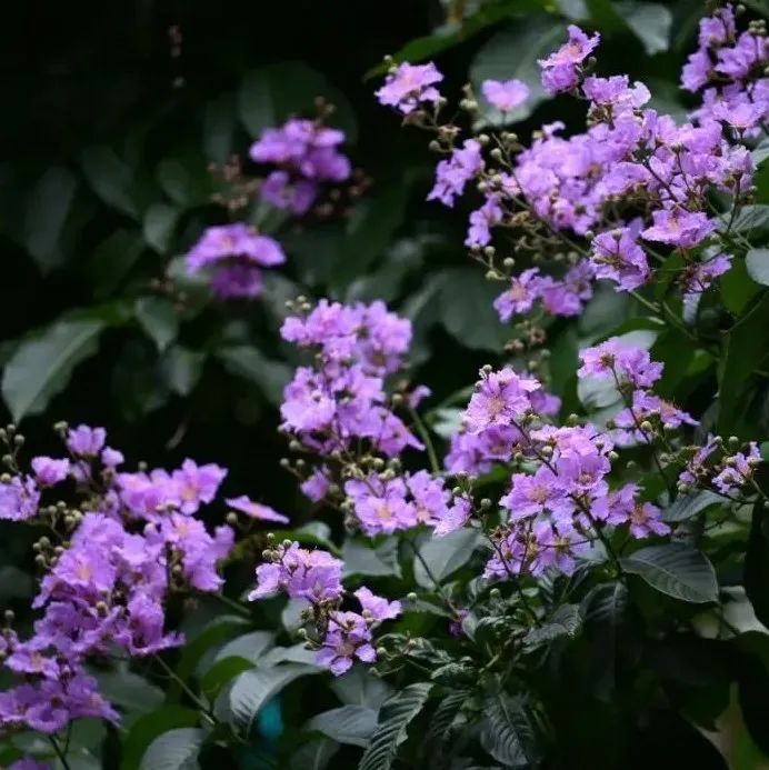 “桑拿天”来了！广州未来十天“阵雨+闷热”…夏花灿烂！由此入浪漫花园