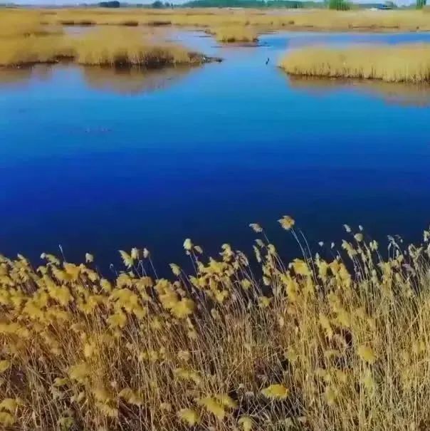 呼图壁县湿地水潺潺 候鸟鸣啾啾