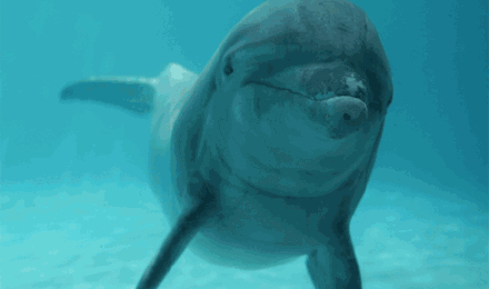 海 豚：品 尿 辨 友