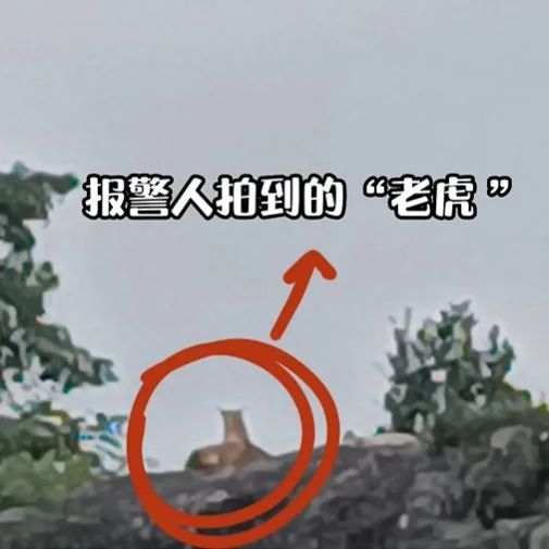 浙江一村民报警称山上有“老虎”！警方飞无人机赶来发现：好多…