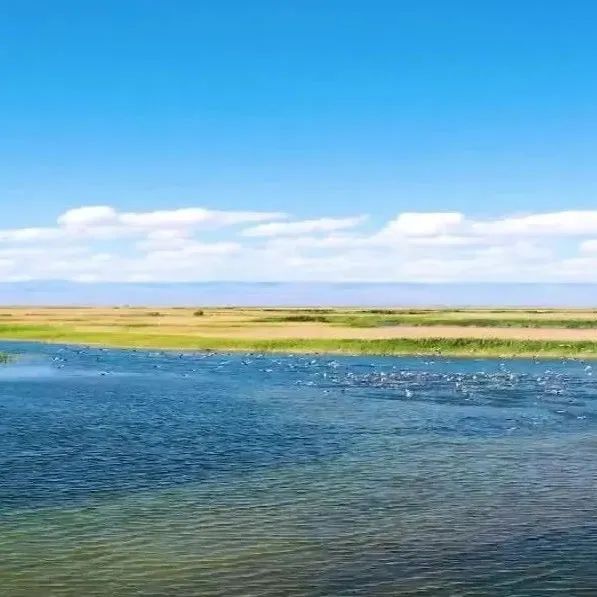 新疆博州：艾比湖湿地成候鸟乐园