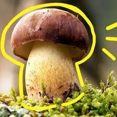 每个云南人都是“菇勇者”