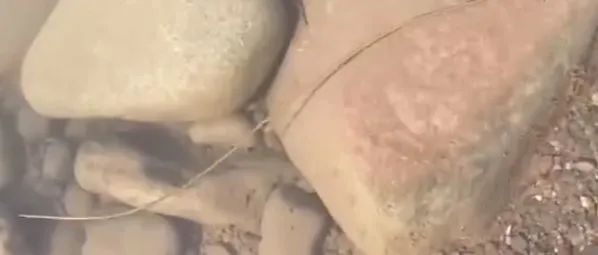 热搜第一！四川多地水域疑现龙线虫？疾控回应→