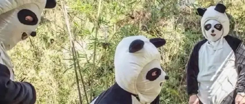 熊猫害怕“熊猫人”吗？网友：反正我挺怕的