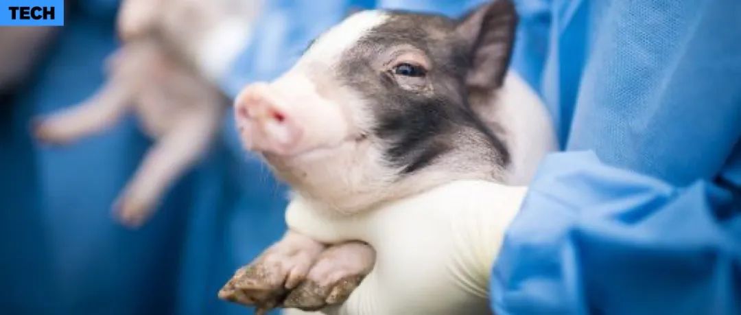 猪死亡后成功「复活」，人类生命科学的重大突破