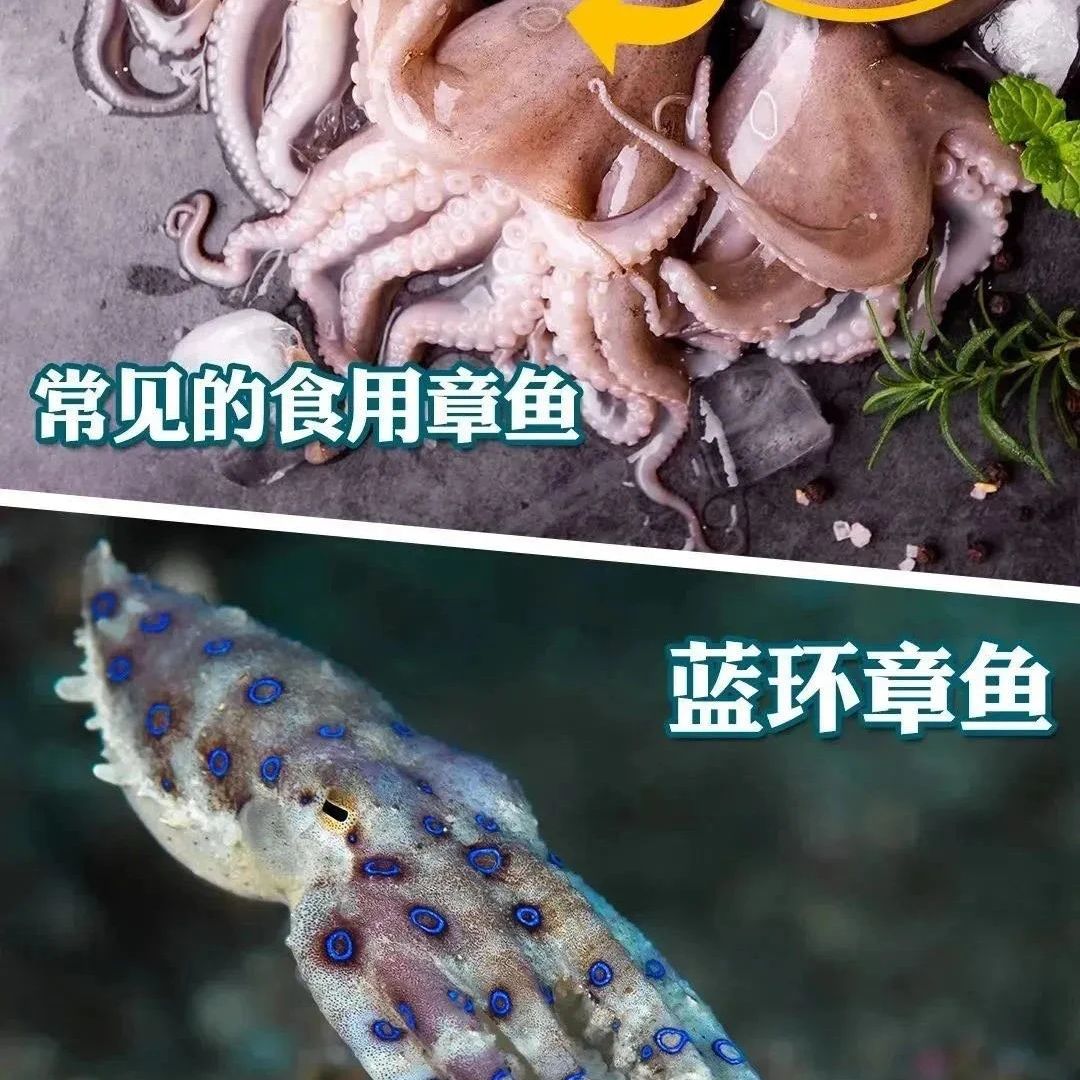 深圳深夜通报：未发现“蓝环章鱼”
