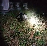 野生大熊猫溜进村民院子，被发现后很淡定
