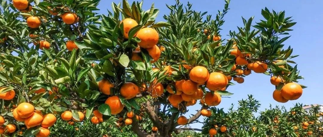 【探索】今天起，这10座公园可以买到地产柑橘！名单请戳→