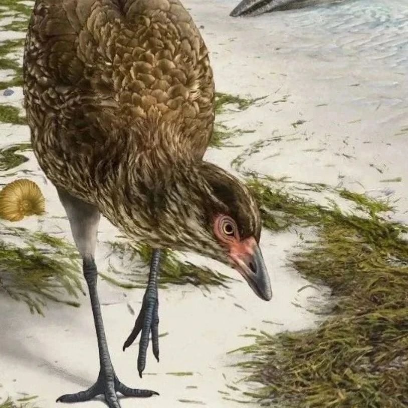 6600万年前的海边 “走地鸡”，揭开现代鸟类进化谜题