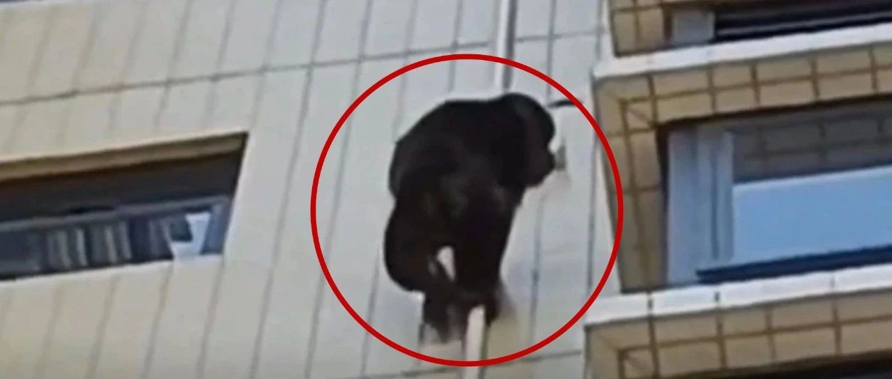 韶关有“黑猩猩”攀爬居民楼？确认了，是它！