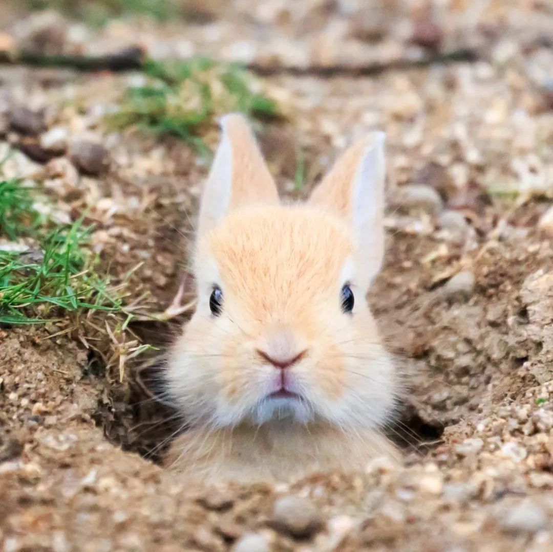 【探索】兔子耳朵为什么竖起来？嘴巴为什么是三瓣？这些小知识你知道吗→