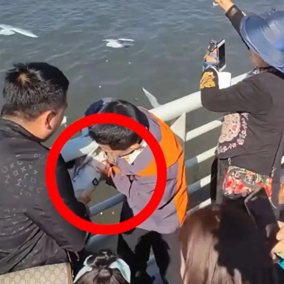 家长帮孩子抓海鸥强行往瓶子里塞，处罚来了！