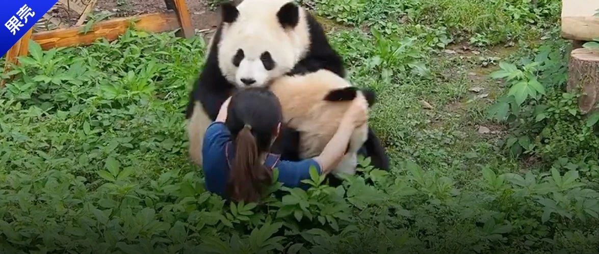 重庆动物园大熊猫扑倒饲养员，别把熊猫不当猛兽