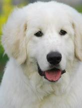 大白熊犬