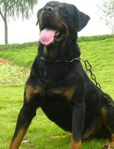 罗威纳犬