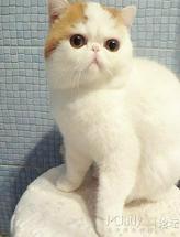 加菲猫
