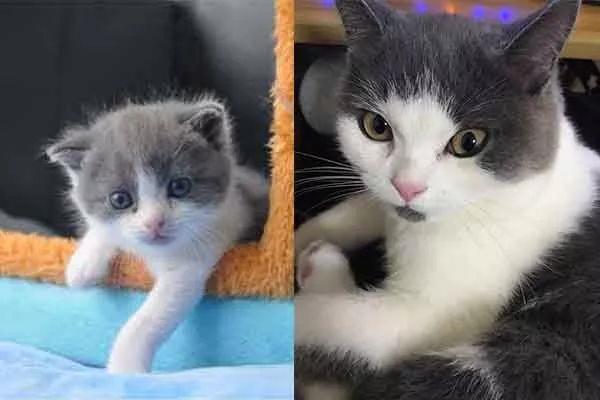 取名“大蒜” 中国第一只自主培育克隆猫诞生