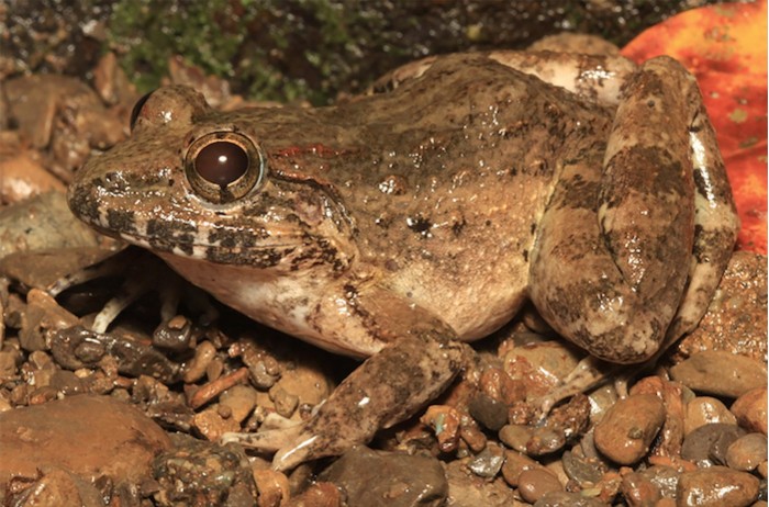 科学家在菲律宾发现一种尖牙蛙物种