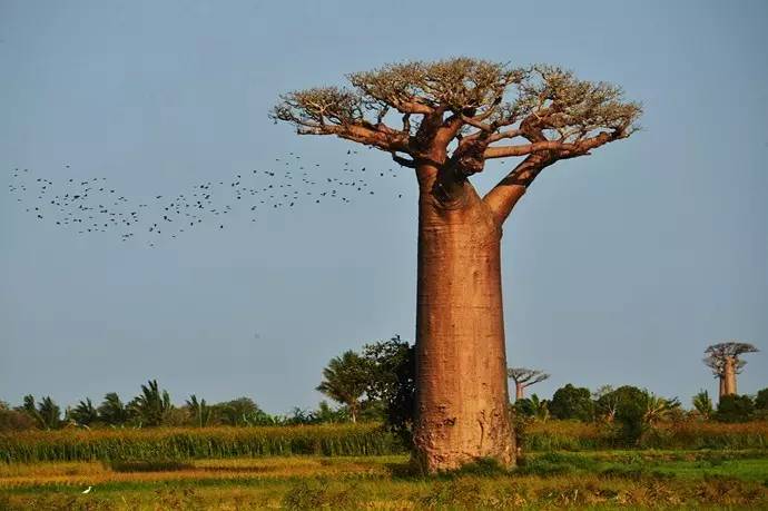 非洲生命之树-猴面包树逐渐死亡