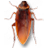 cockroach on desktop