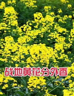 战地黄花分外香