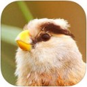 上海野鸟app