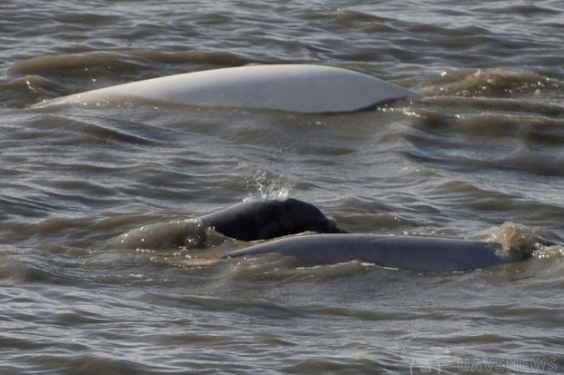 科学家将利用无人机侦查库克湾搁浅白鲸