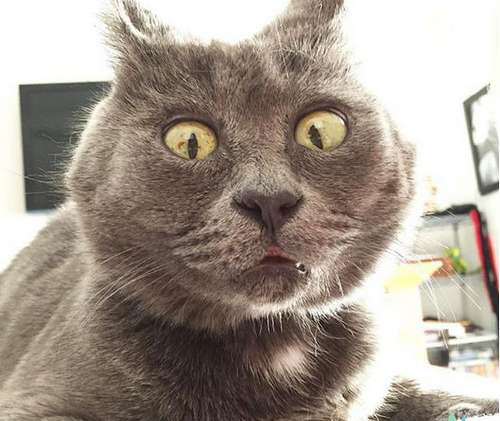 俄罗斯网上人气超火的惊讶猫 背后有不平凡故事