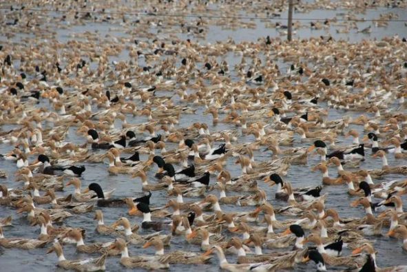 浙江10万只鸭子出征巴基斯坦灭蝗 网友：冲鸭